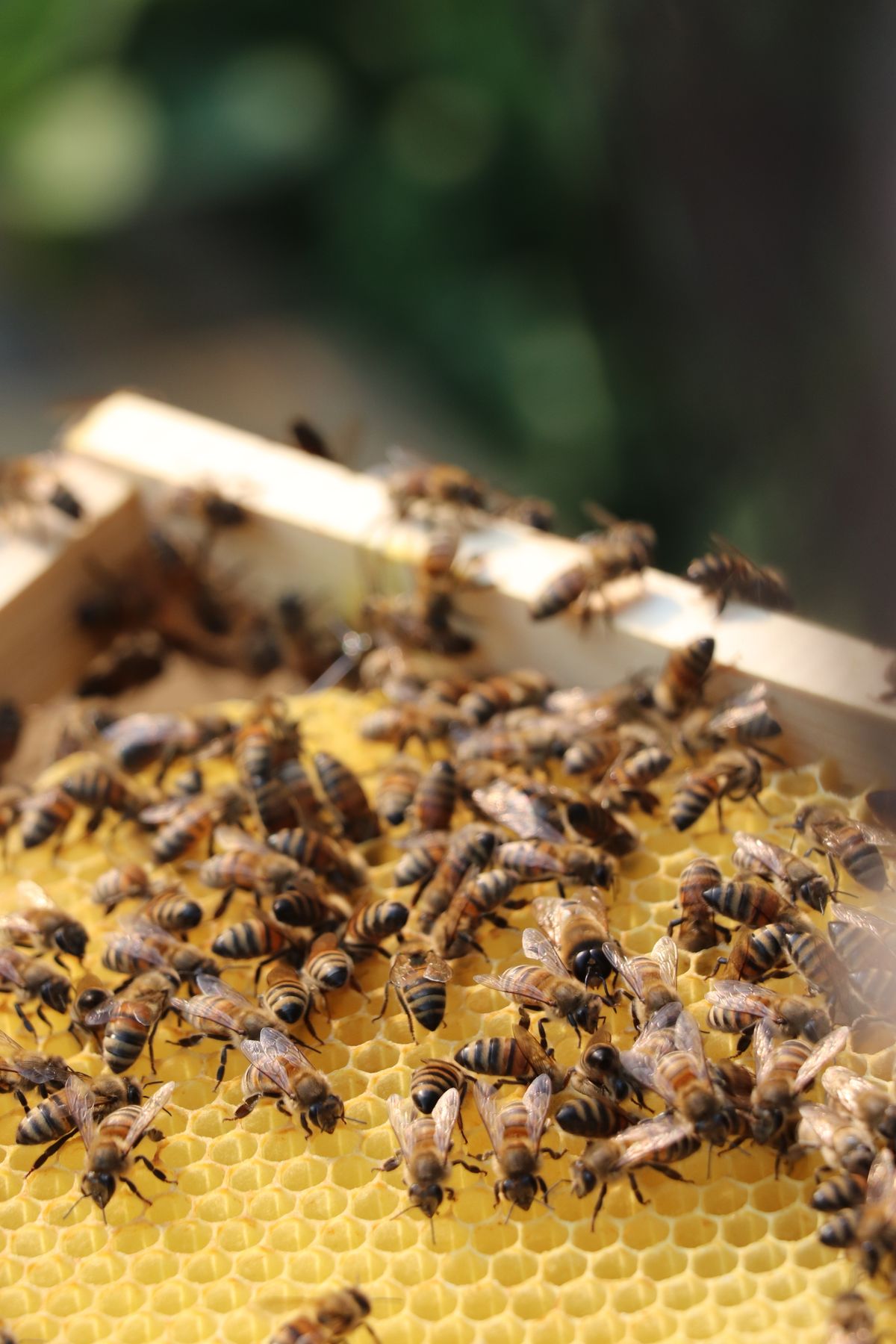 Honigbienen auf einem Wabenrahmen