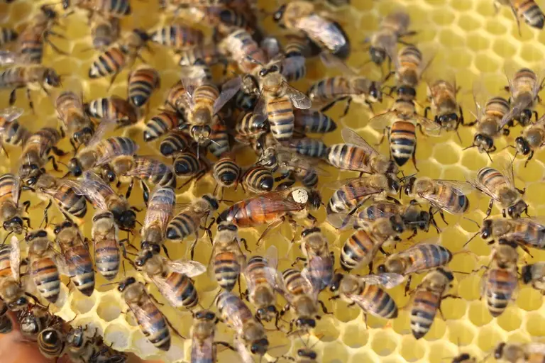 Buckfast-Bienen aus der eigenen Nachzucht von Herr Honig in Ingelheim